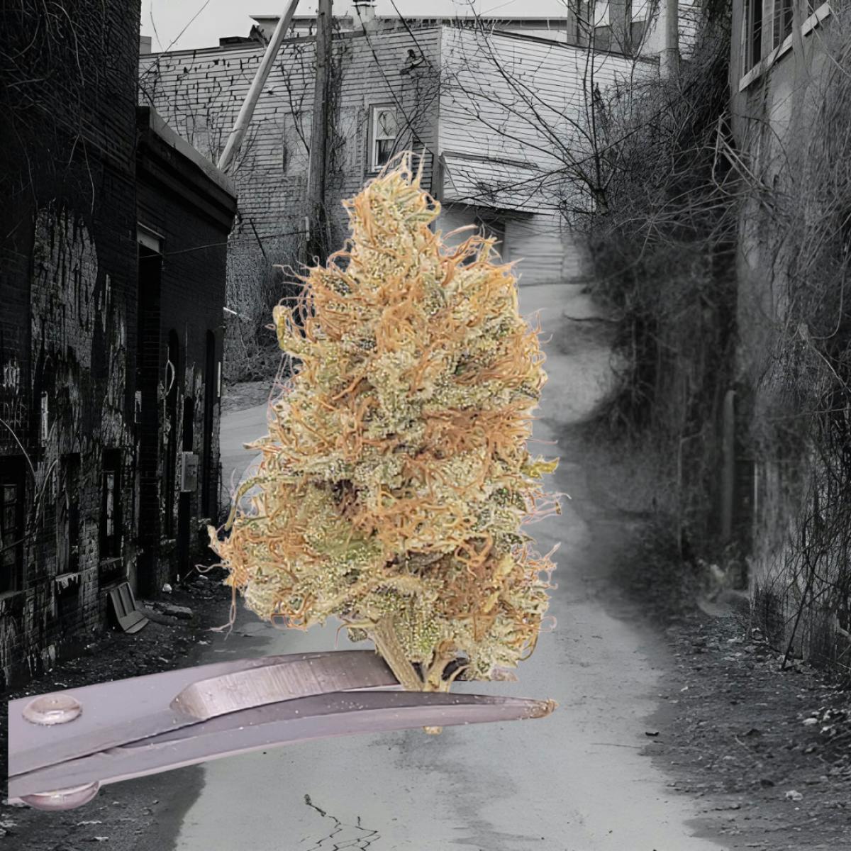 Tao Labs - Mango Paya A Bud Indoor Flower - 28g - 1