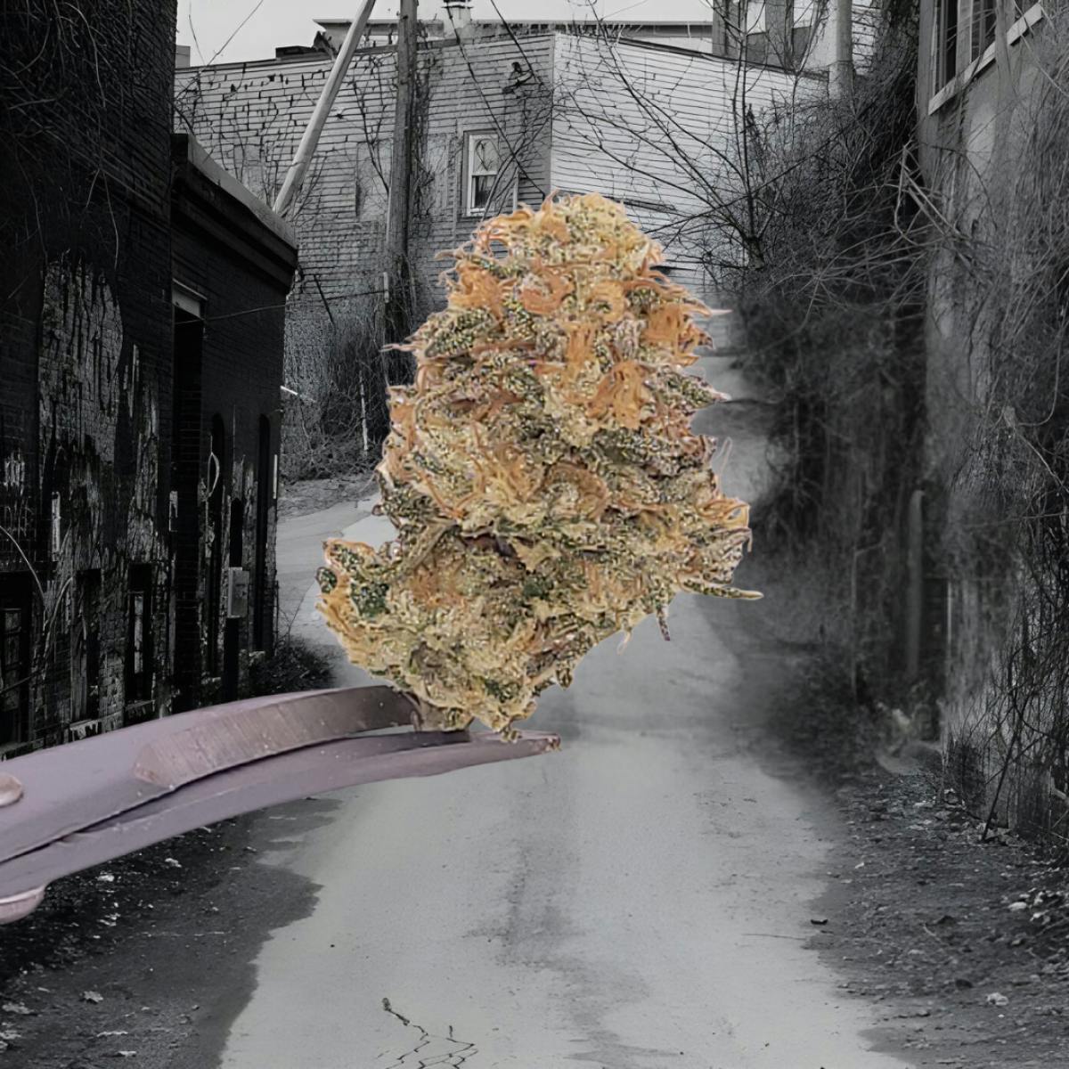 Tao Labs - Guava Bomb A Bud Indoor Flower - 28g - 1