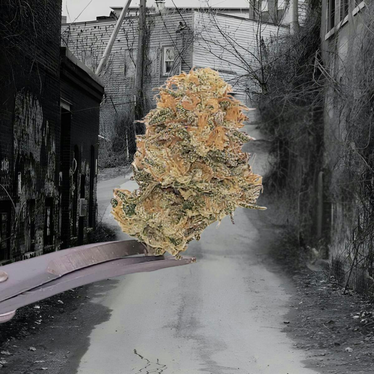 Tao Labs - Tao Labs | Guava Bomb | Big Buds | 28g - 1