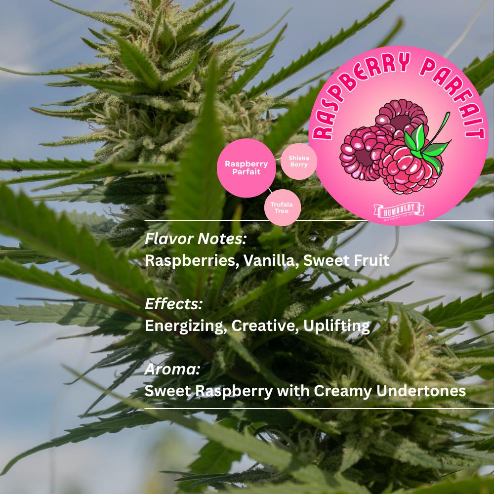 No. 9 - Raspberry Parfait | Joint | 1g - 1