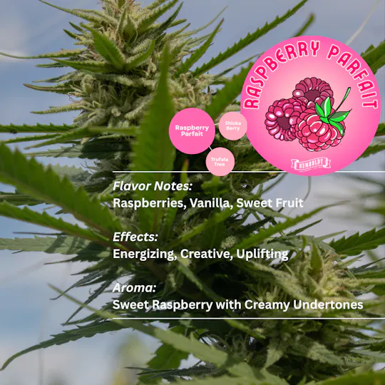 No. 9 - Raspberry Parfait | Joint | 1g - 1