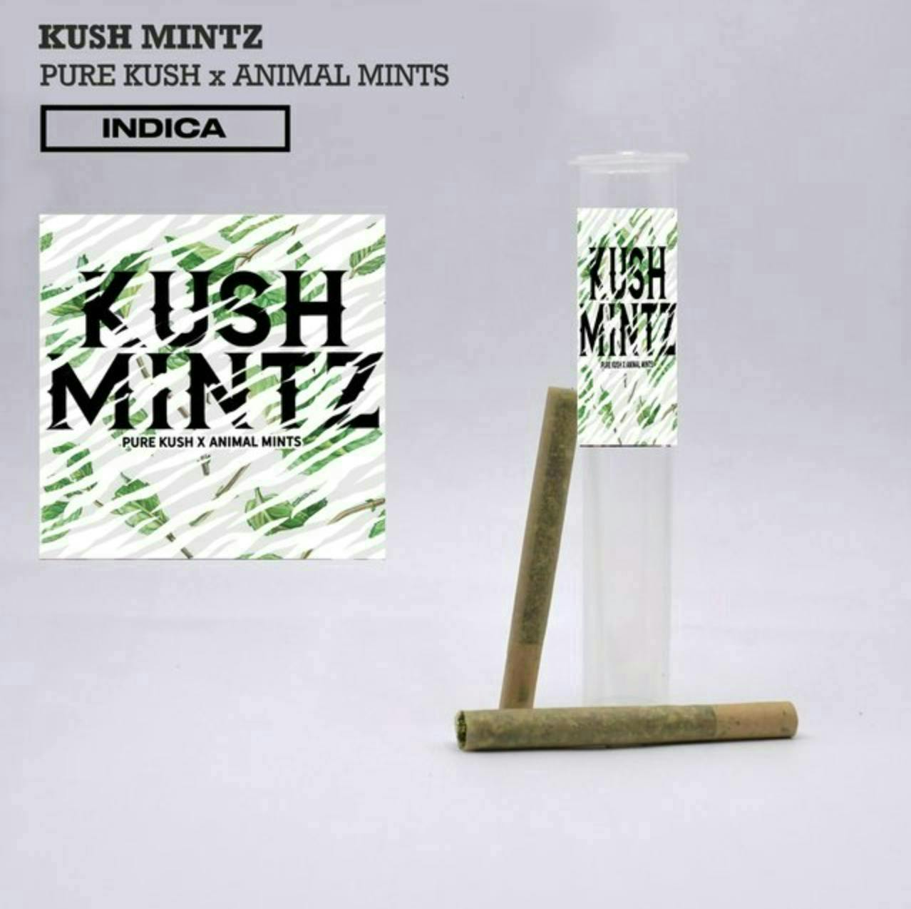 Phat Panda - Bangers | Kush Mintz | Minis | 0.5g each | 2pk - 1