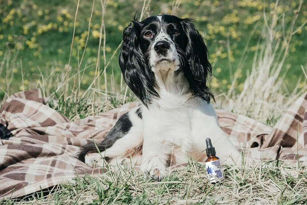 High Falls Canna NY - High Falls Hemp | Large Pet Mobility Tincture | 750mg | 30mL - 1