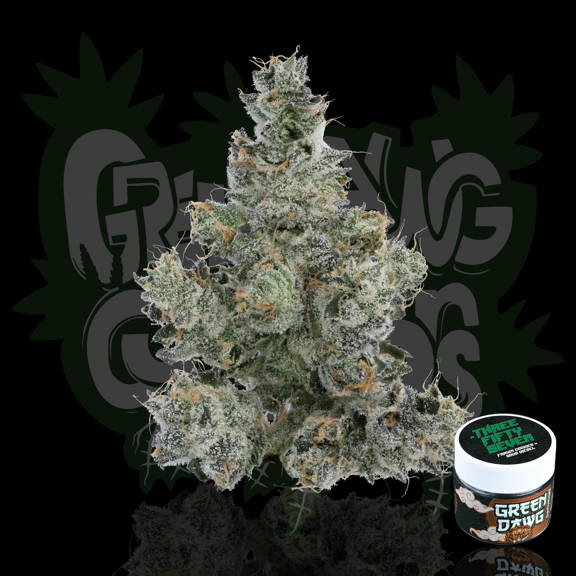 Green Dawg - .357 | Big Buds | 3.5g - 1