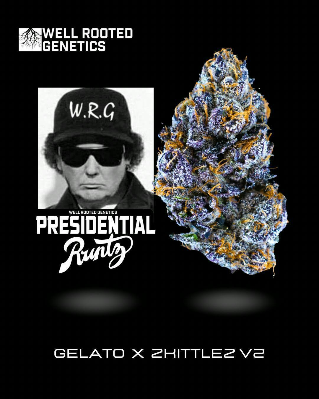 Well Rooted Genetics - Well Rooted Genetics | Presidential Runtz | Big Buds | 3.5g - 1