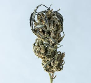 Batch's Buds - Batch's Buds | Outdoor Mix – Bargain Shelf | Big Buds | 14g - 1