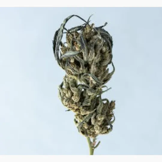 Batch's Buds - Batch's Buds | Outdoor Mix – Bargain Shelf | Big Buds | 14g - 1