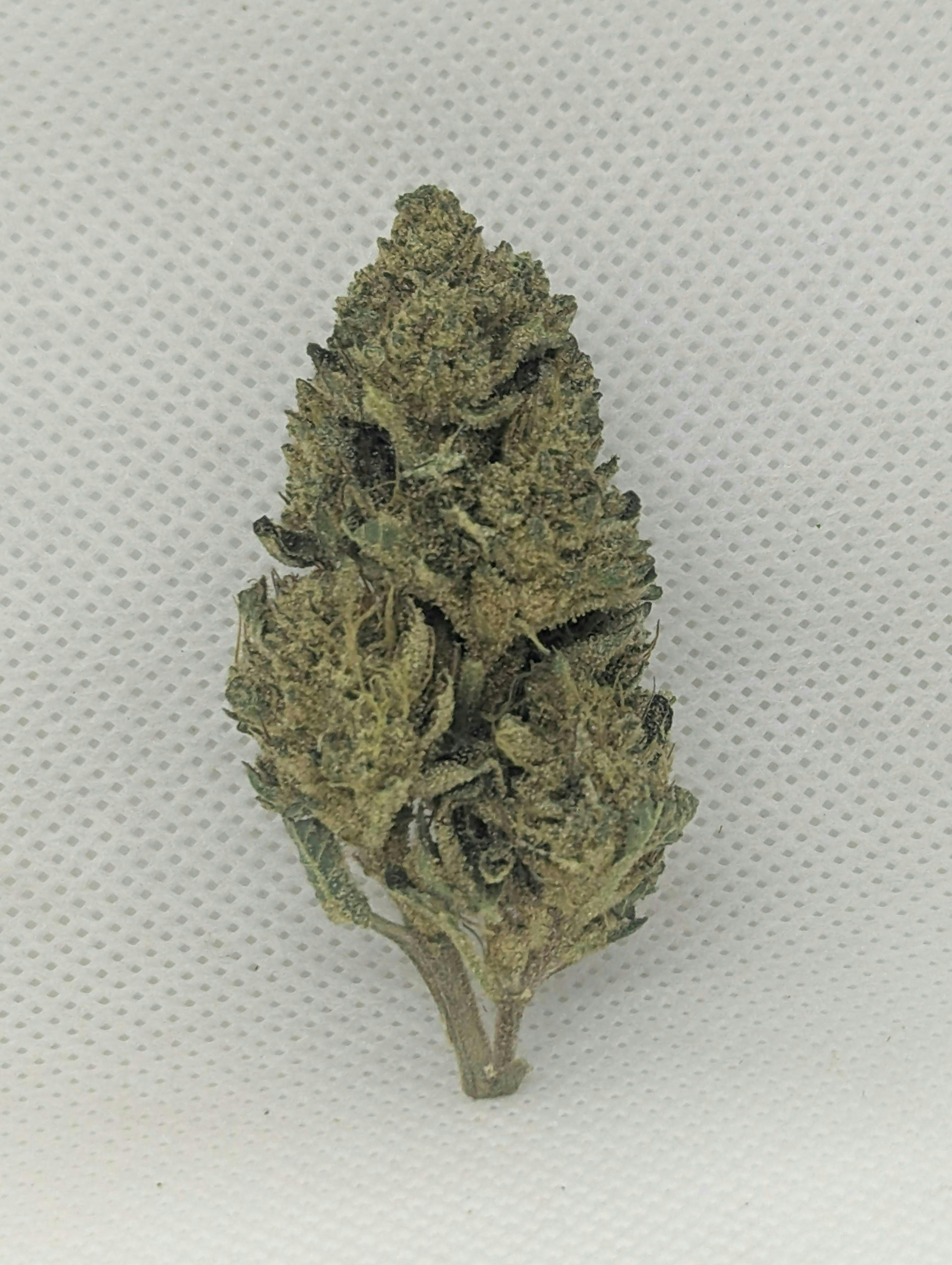 Batch's Buds - Batch's Buds | Lemon Haze – Bargain Shelf | Big Buds | 28g - 1