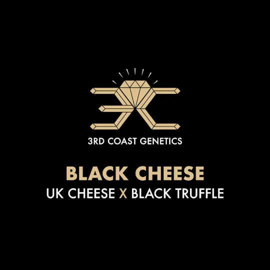 3rd Coast Genetics - 3rd Coast Genetics | Black Cheese | Seeds | 10pk - 1