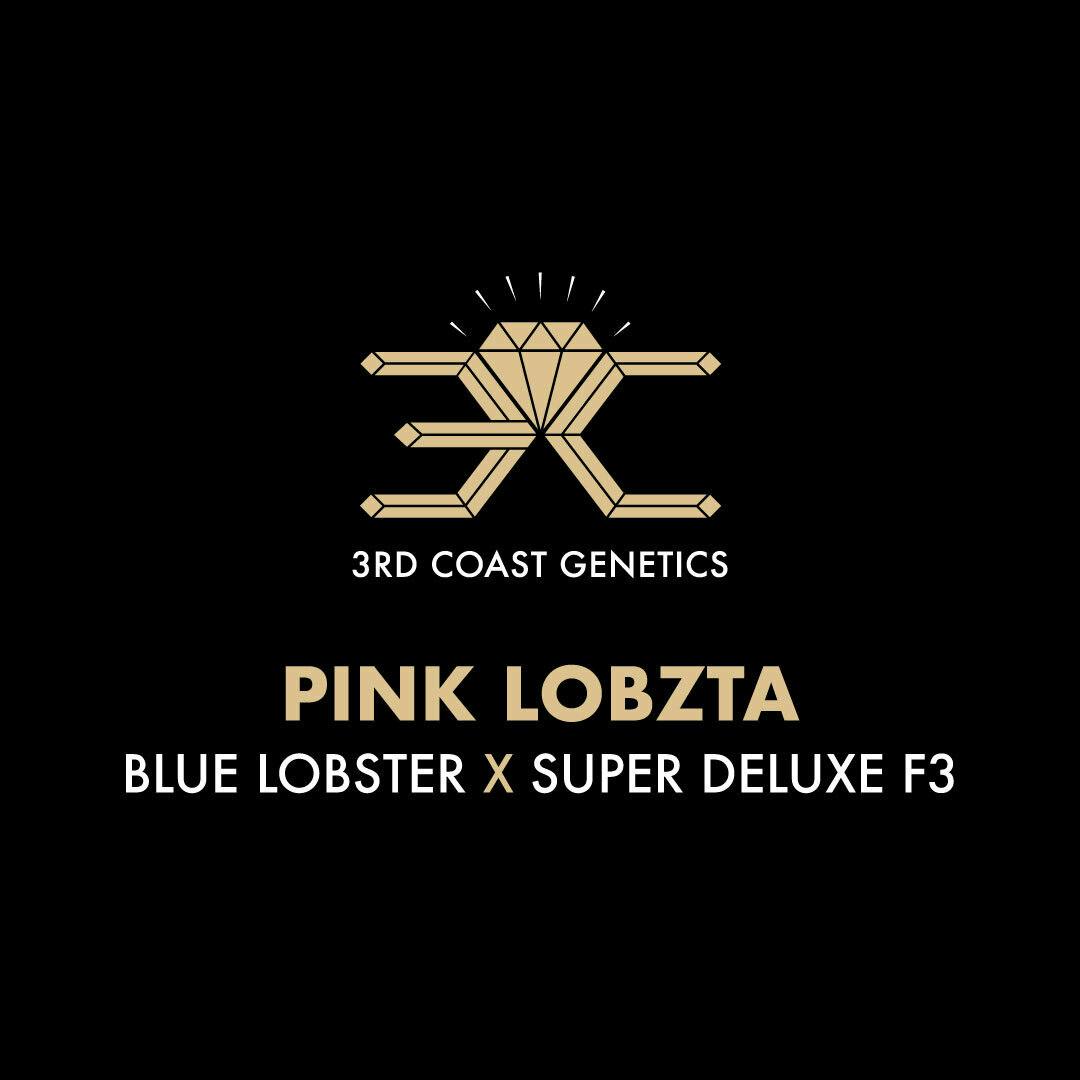3rd Coast Genetics - 3rd Coast Genetics | Pink Lobsta | Seeds | 10pk - 1