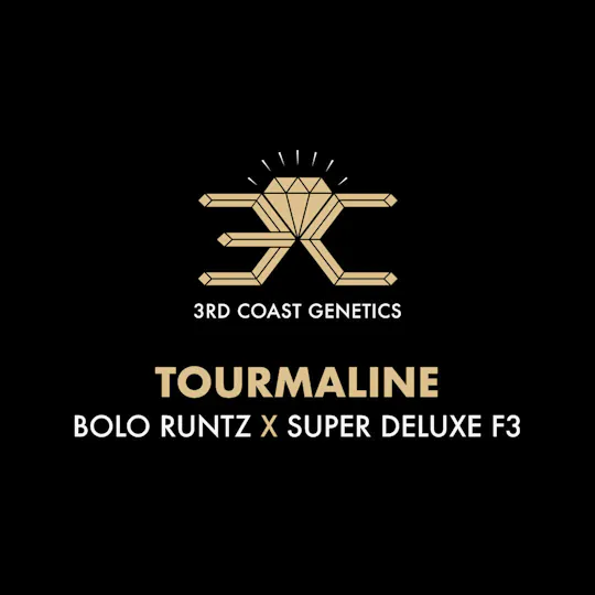 3rd Coast Genetics - 3rd Coast Genetics | Tourmaline | Seeds | 10pk - 1