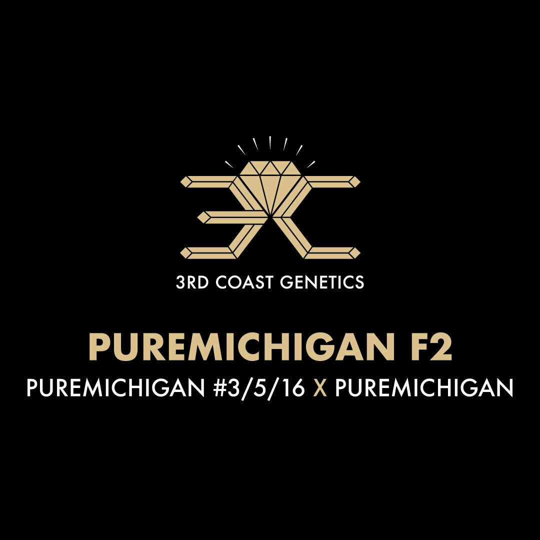 3rd Coast Genetics - 3rd Coast Genetics | Puremichigan F2 | Seeds | 10pk - 1