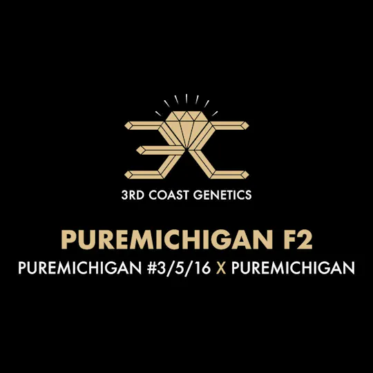 3rd Coast Genetics - 3rd Coast Genetics | Puremichigan F2 | Seeds | 10pk - 1