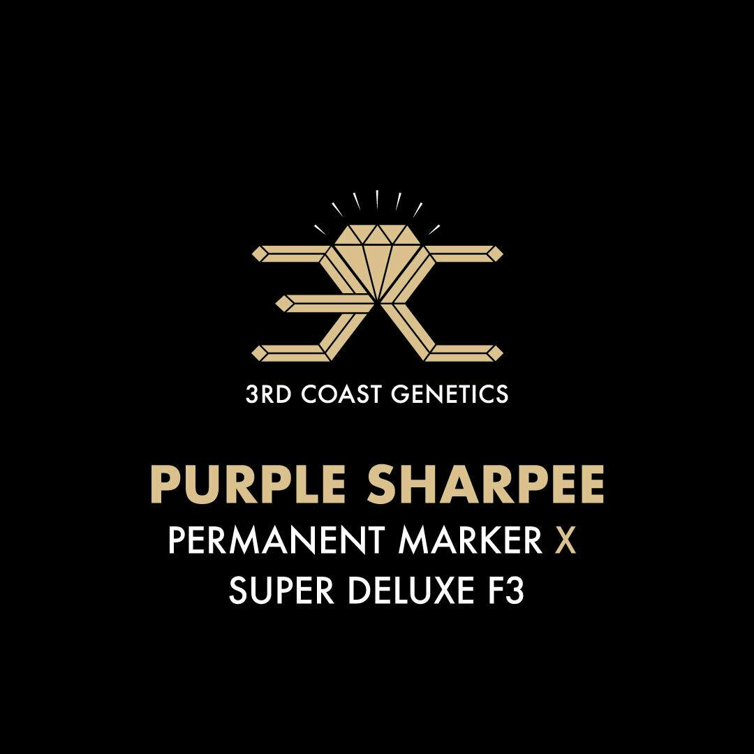 3rd Coast Genetics - 3rd Coast Genetics | Purple Sharpee | Seeds | 10pk - 1