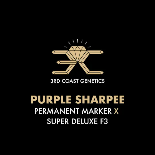3rd Coast Genetics - 3rd Coast Genetics | Purple Sharpee | Seeds | 10pk - 1