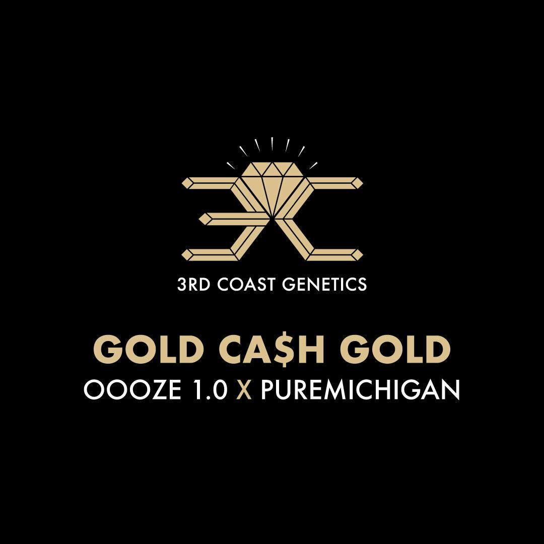 3rd Coast Genetics - 3rd Coast Genetics | Gold Ca$h Gold | Seeds | 10pk - 1
