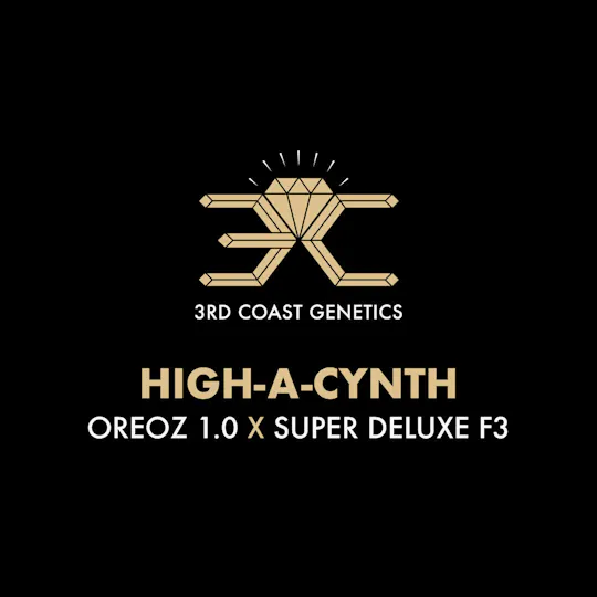 3rd Coast Genetics - 3rd Coast Genetics | High-A-Cinth | Seeds | 10pk - 1