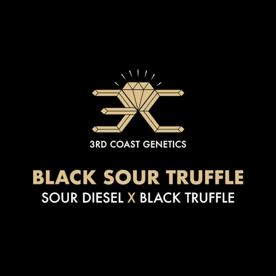 3rd Coast Genetics - 3rd Coast Genetics | Black Sour Truffle | Seeds | 10pk - 1