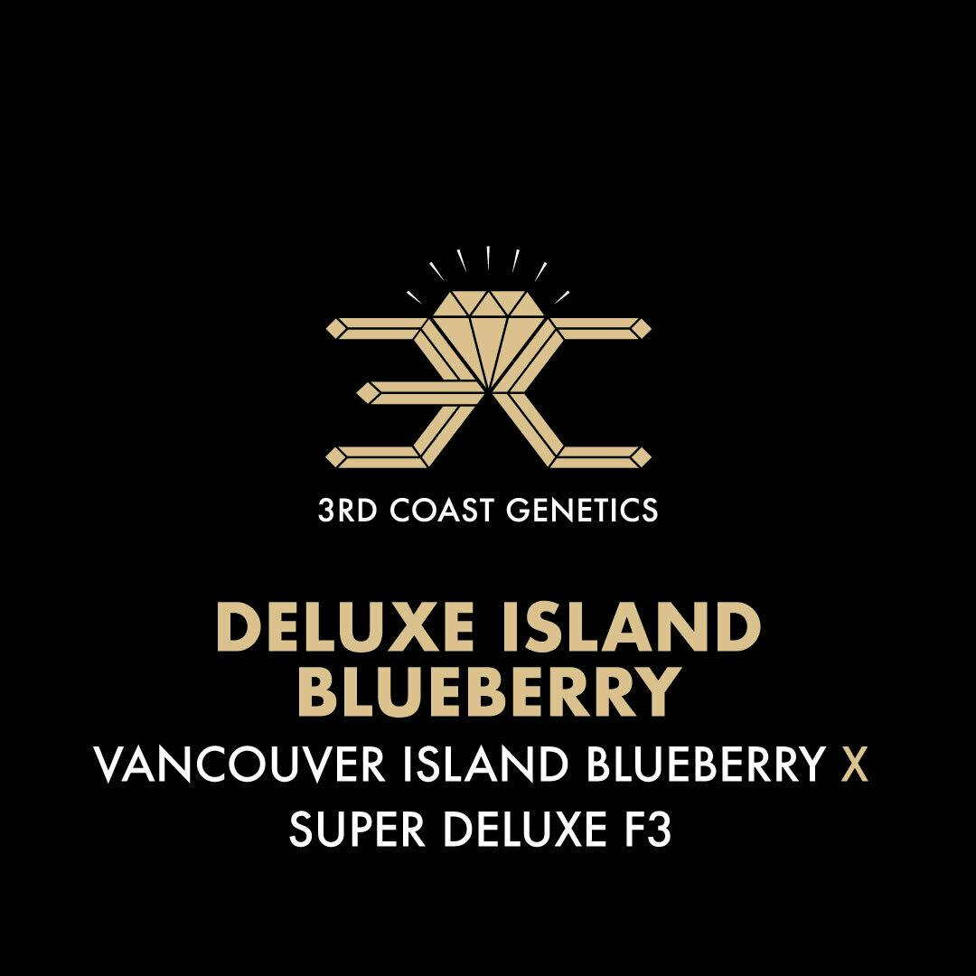 3rd Coast Genetics - 3rd Coast Genetics | Deluxe Island Blueberry | Seeds | 10pk - 1