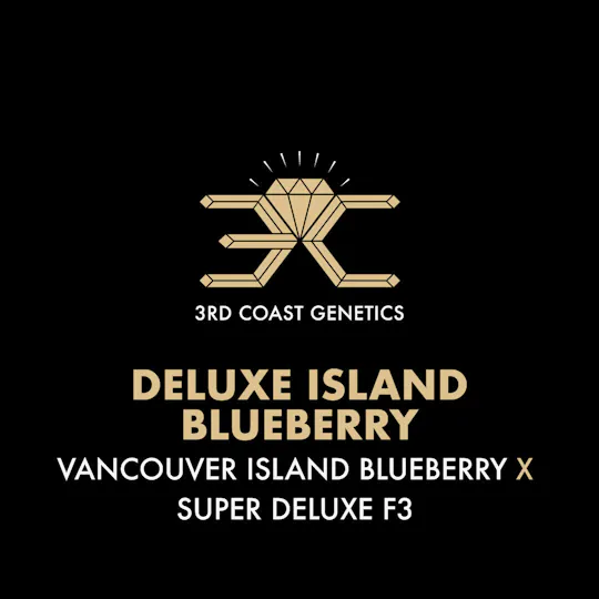 3rd Coast Genetics - 3rd Coast Genetics | Deluxe Island Blueberry | Seeds | 10pk - 1