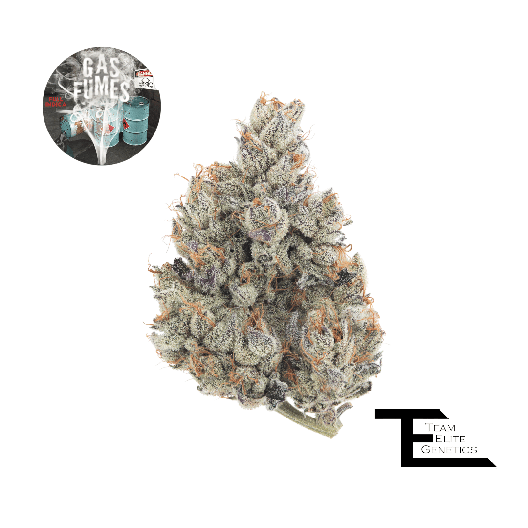 Team Elite Genetics - Gas Fumes | Big Buds | 3.5g - 1