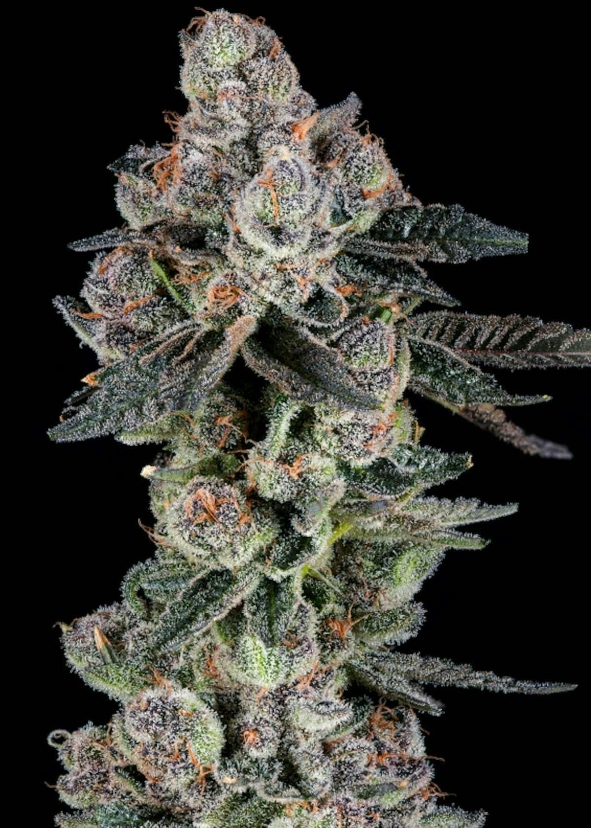 BL^CK MRKT - BL^CK MRKT | Candy Panties | Shake | 5g - 1