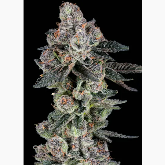 BL^CK MRKT - BL^CK MRKT | Candy Panties | Shake | 5g - 1