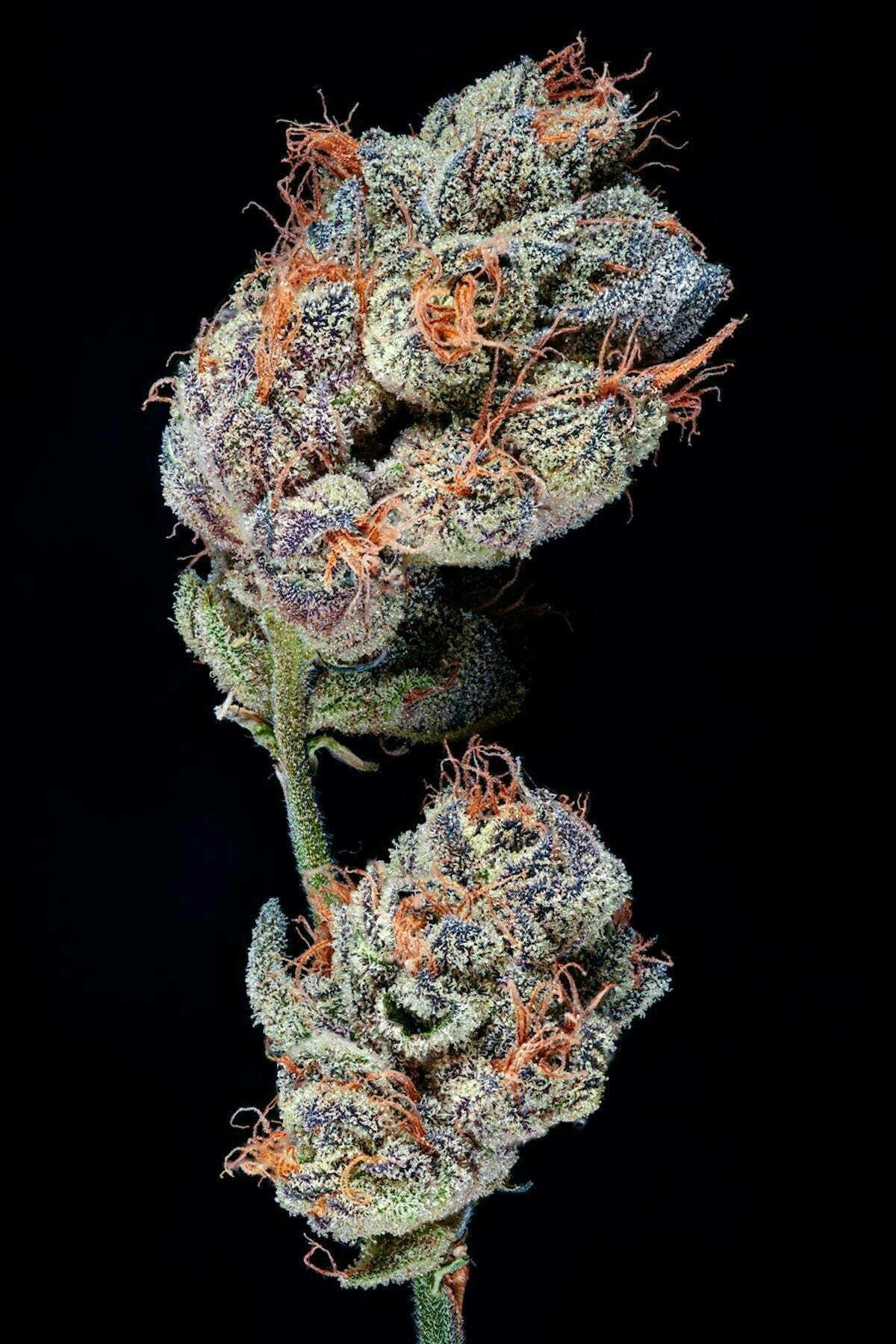 BL^CK MRKT - BL^CK MRKT | Charm Biscuitz | FSE Disposable | 1g - 1