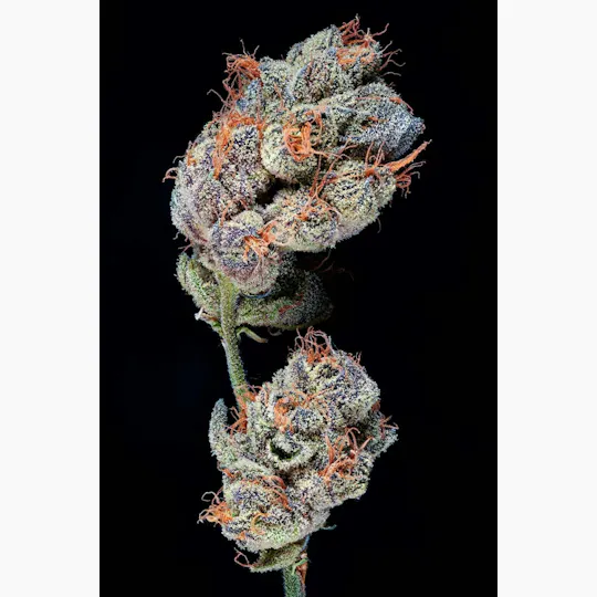 BL^CK MRKT - BL^CK MRKT | Charm Biscuitz | FSE Disposable | 1g - 1