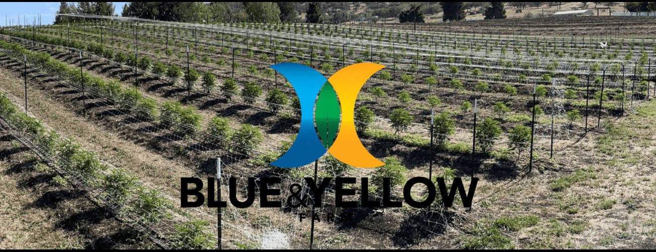 Blue & Yellow - Blue & Yellow | Oreoz | Big Buds | 7g - 1