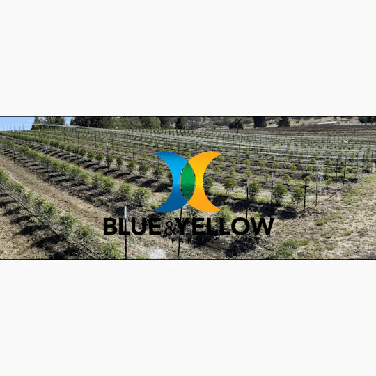 Blue & Yellow - Blue & Yellow | Slurricane | Big Buds | 1g - 1