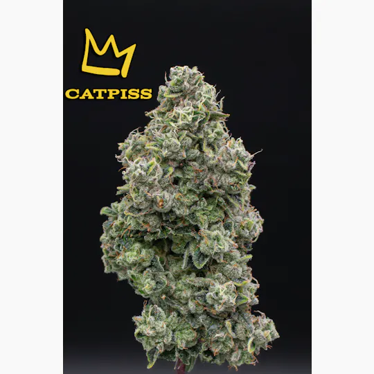 Green Dynasty - Green Dynasty | Catpiss | Infused Joints | 0.5g each | 3pk - 1