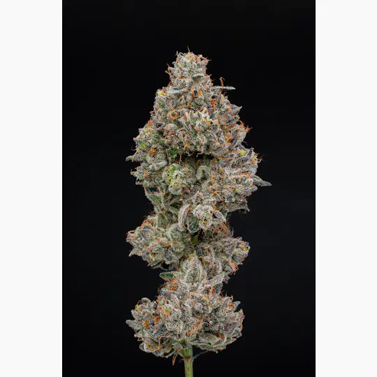 Green Dynasty - Green Dynasty | Black Cherry Bomb | Infused Joints | 0.5g each | 3pk - 1