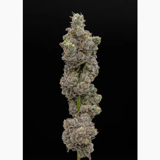 Green Dynasty - Green Dynasty | Big Chillz | Infused Joint | 1g - 1