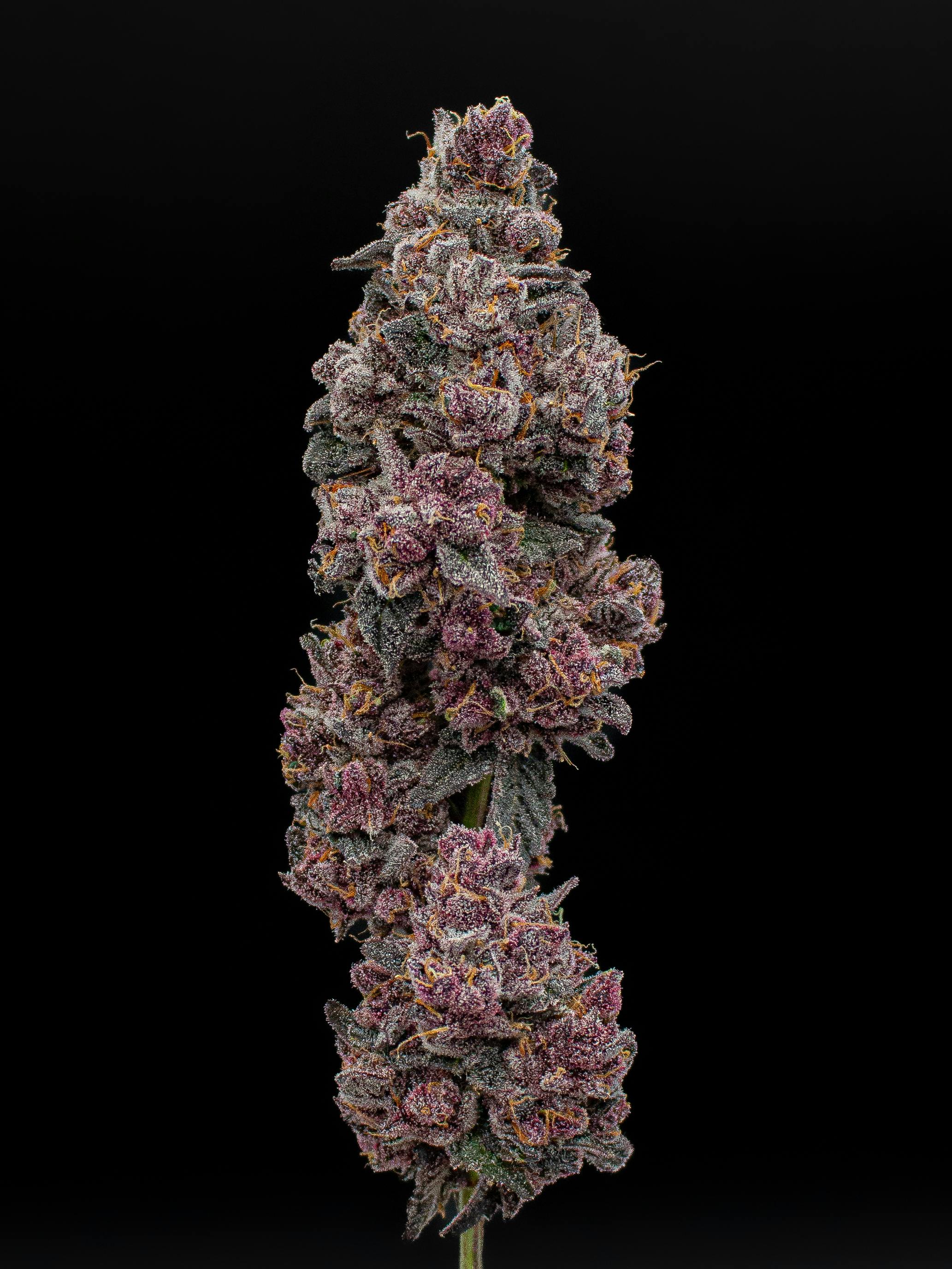 Green Dynasty - Green Dynasty | Big Chainz | Infused Joint | 1g - 1