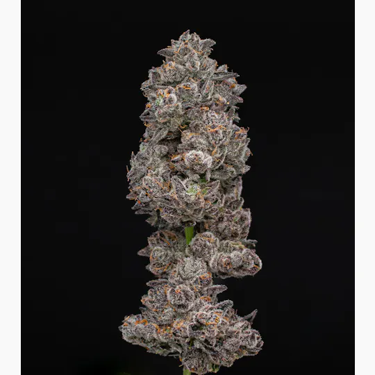 Green Dynasty - Green Dynasty | Beach Wedding | Infused Joint | 1g - 1