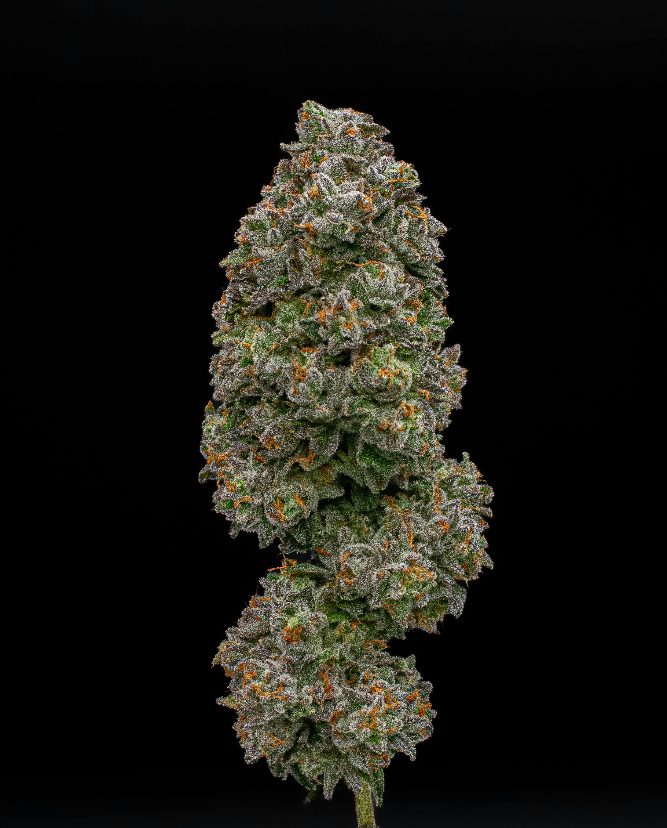 Green Dynasty - Green Dynasty | Baklava | Infused Joint | 1g - 1