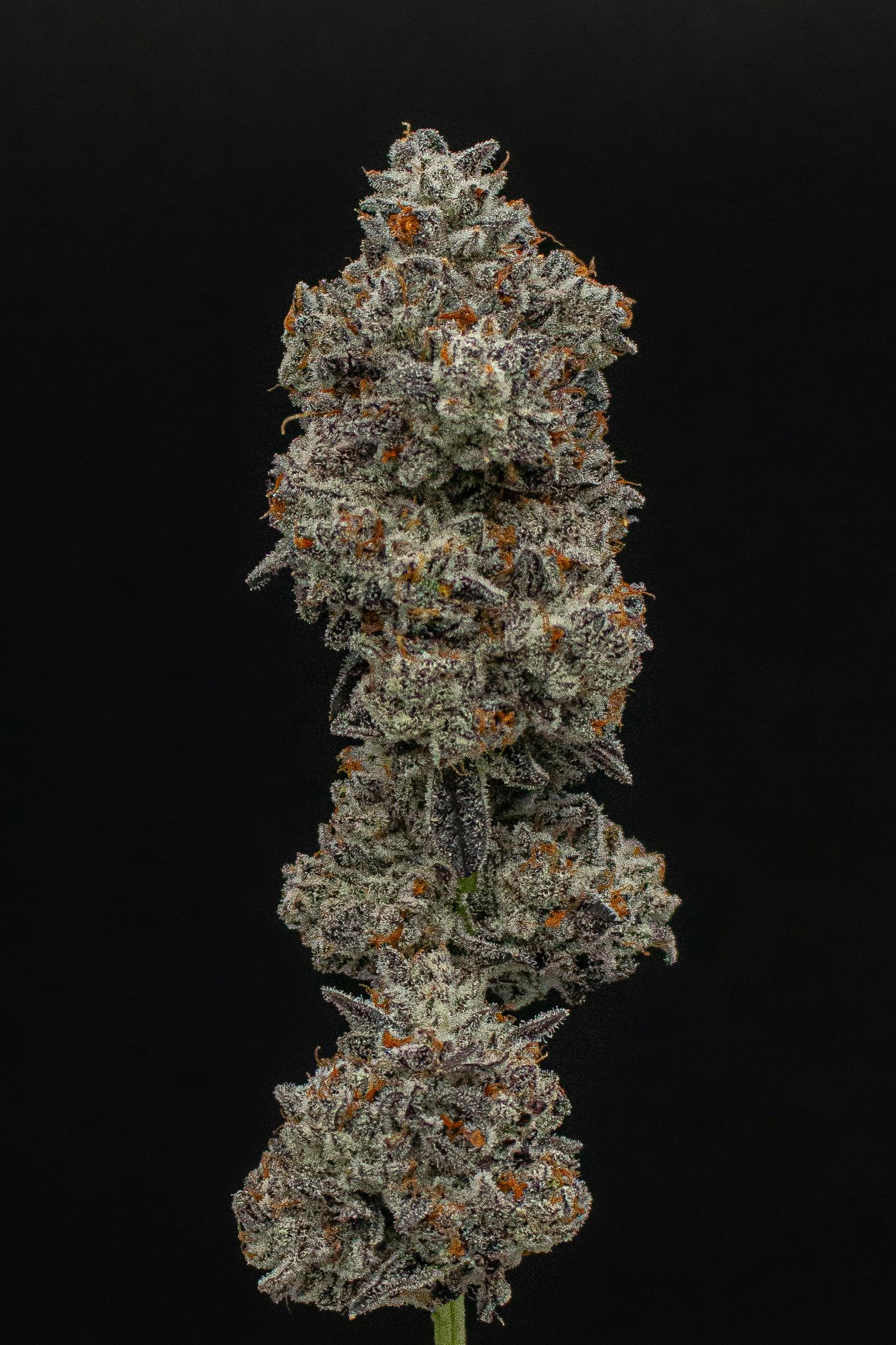 Green Dynasty - Green Dynasty | Black Runtz | Infused Joints | 0.5g each | 3pk - 1