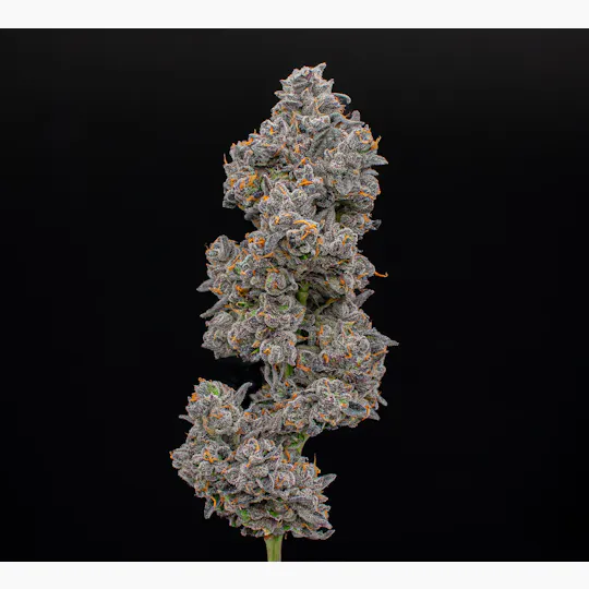 Green Dynasty - Green Dynasty | Apples & Bananas | Joint | 1g - 1