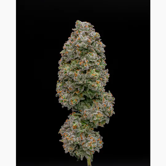 Green Dynasty - Green Dynasty | Baklava | Joint | 1g - 1