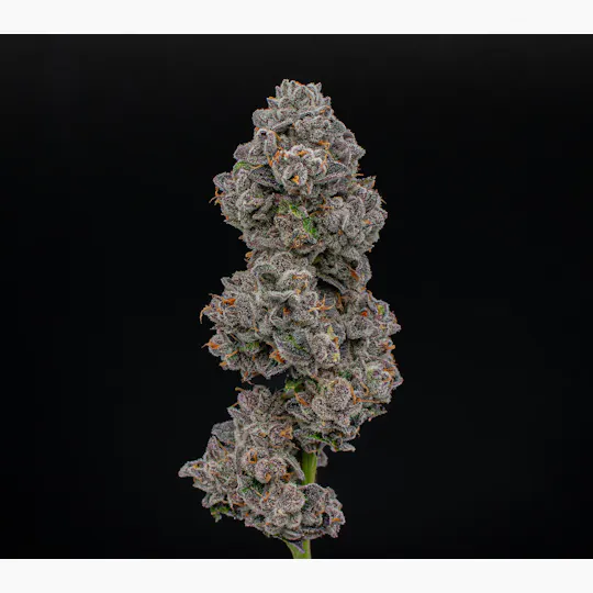 Green Dynasty - Green Dynasty | Big League Choo | Joints | 0.5g each | 20pk - 1