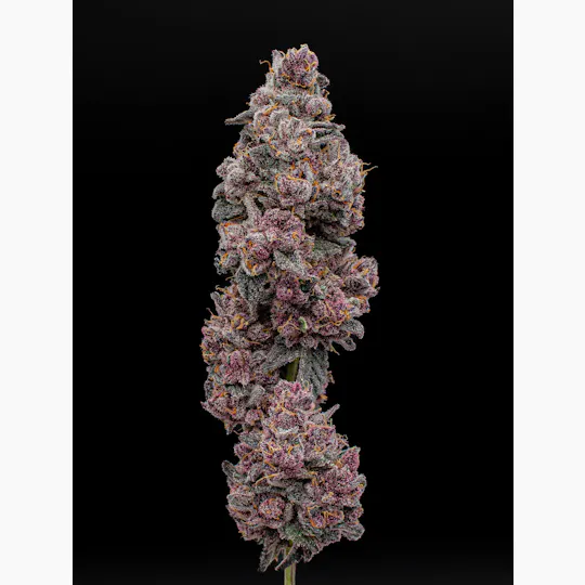 Green Dynasty - Green Dynasty | Big Chainz | Infused Joints | 0.5g each | 3pk - 1