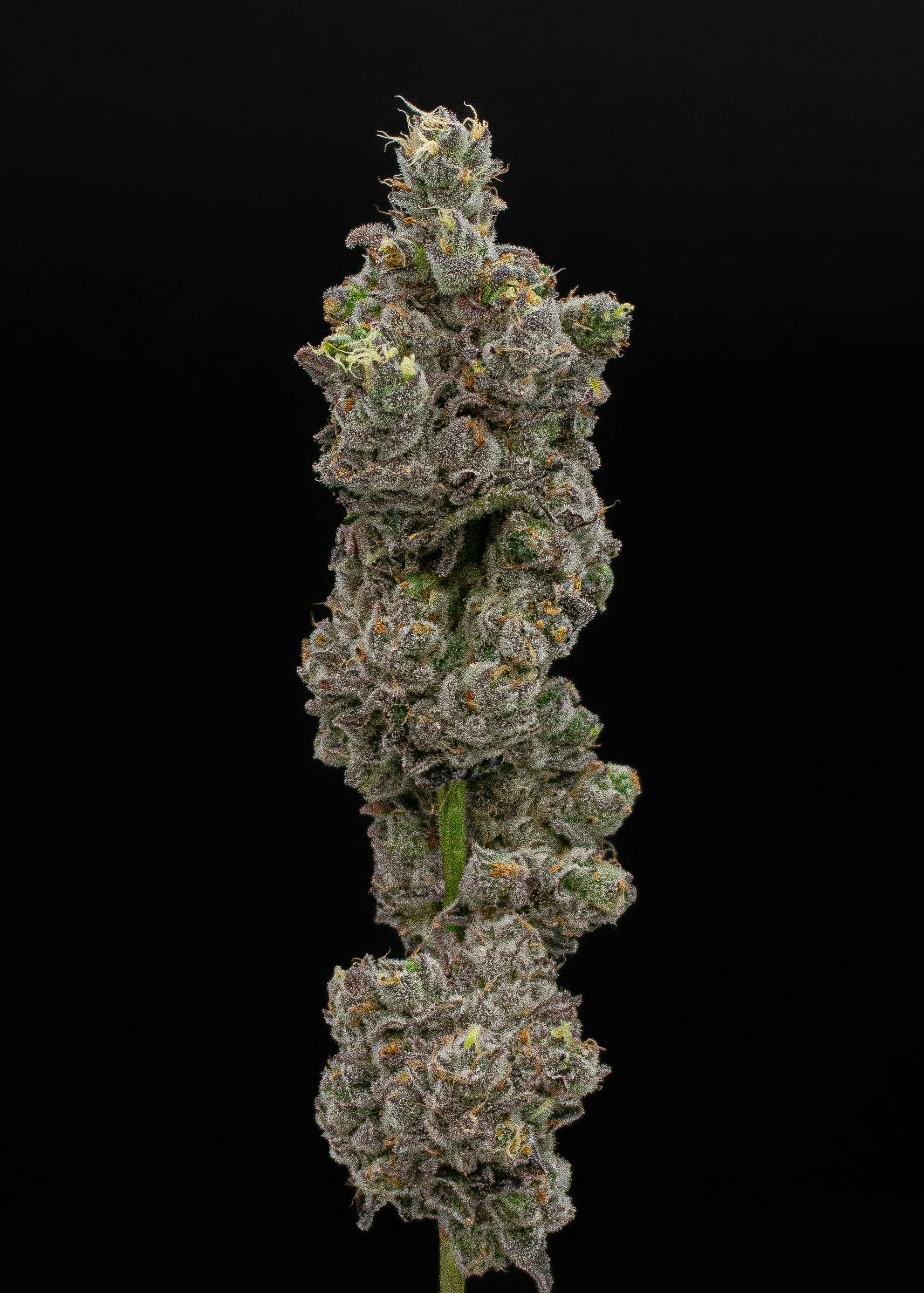 Green Dynasty - Green Dynasty | Big Chillz | Joints | 0.5g each | 20pk - 1