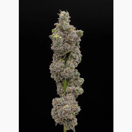 Green Dynasty - Green Dynasty | Big Chillz | Joints | 0.5g each | 20pk - 1