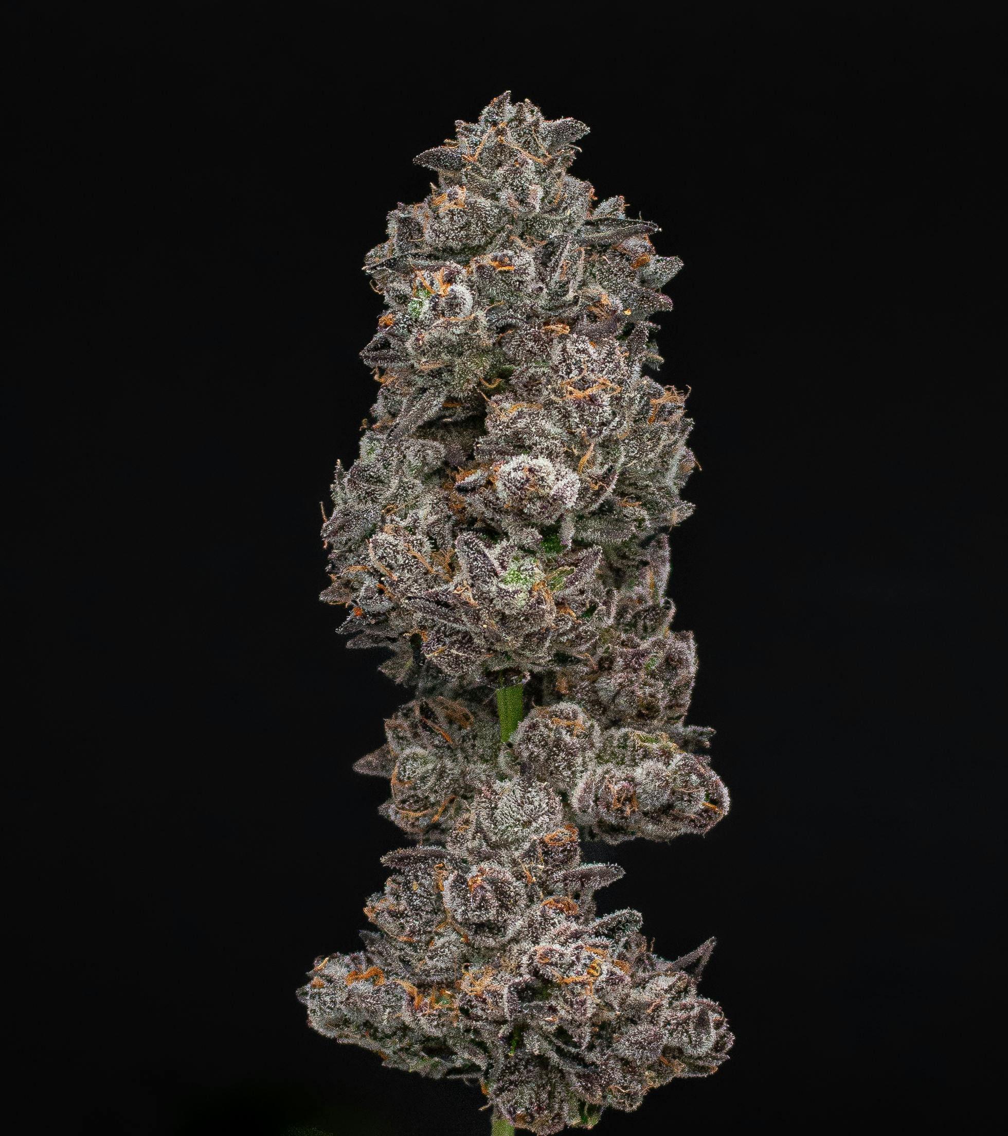 Green Dynasty - Green Dynasty | Beach Wedding | Joints | 0.5g each | 20pk - 1