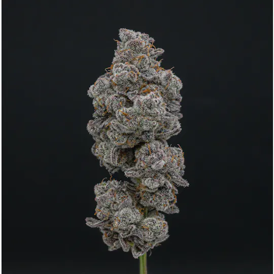 Green Dynasty - Green Dynasty | Glitter Bomb | Joints | 0.5g each | 20pk - 1