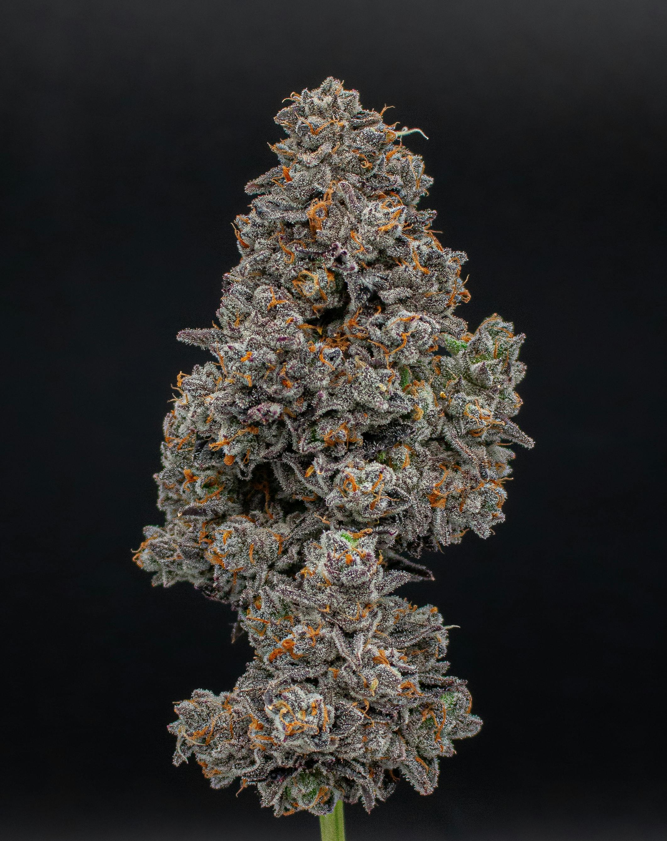 Green Dynasty - Green Dynasty | High Octane | Joint | 1g - 1