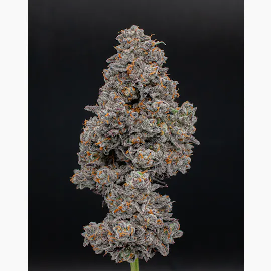 Green Dynasty - Green Dynasty | High Octane | Joint | 1g - 1