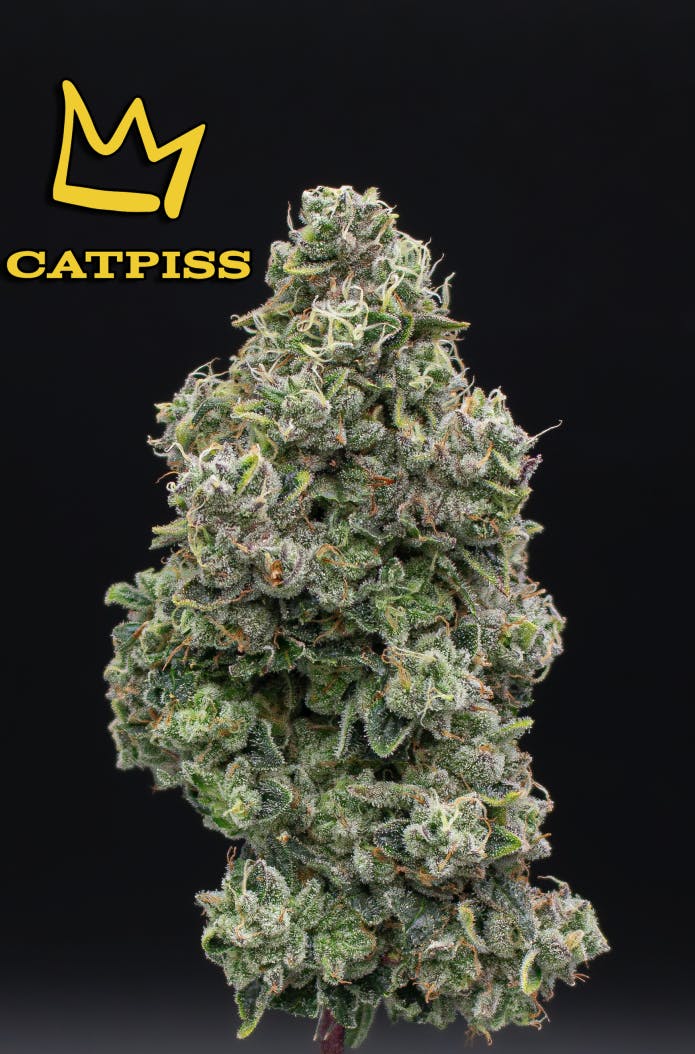 Green Dynasty - Green Dynasty | Catpiss | Joints | 0.5g each | 20pk - 1