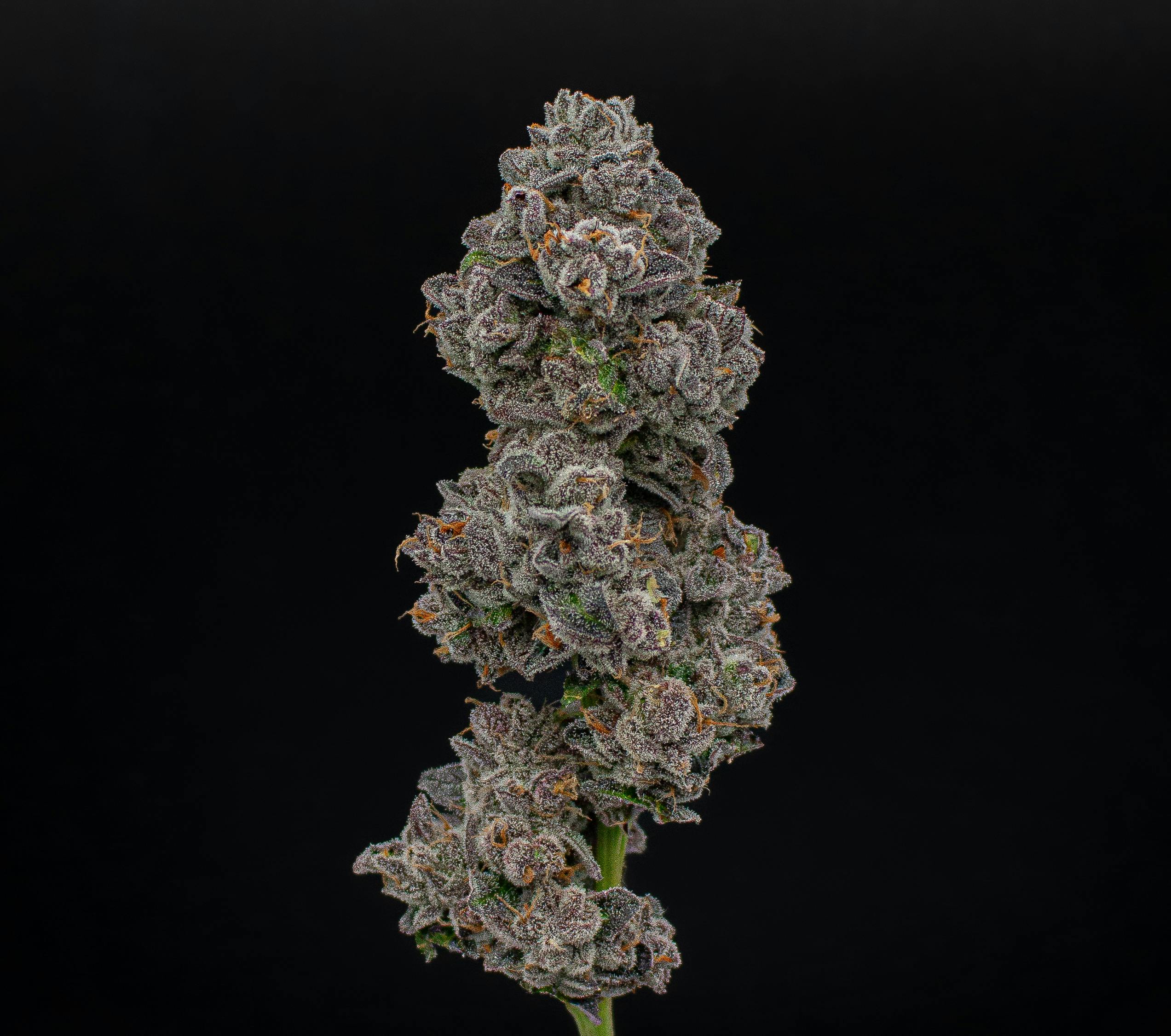 Green Dynasty - Green Dynasty | Big League Choo | Joints | 1g each | 10pk - 1